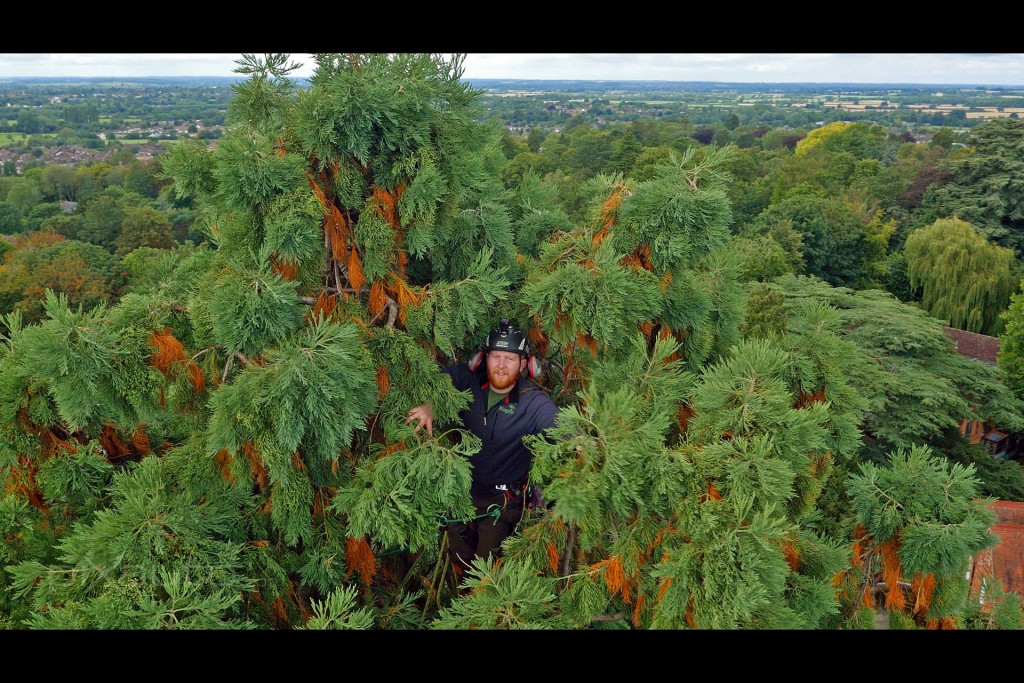 Ringrose Tree Surgeons aerial photo