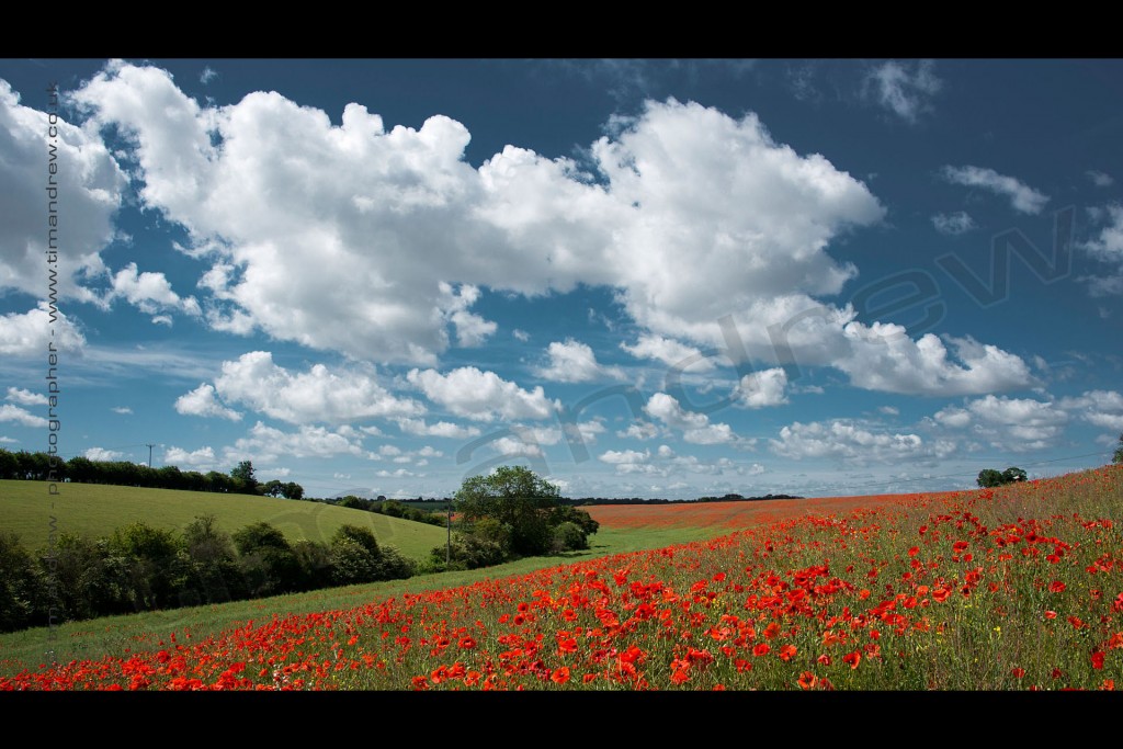 Cotswolds poppy field UK